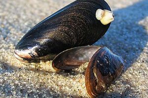 DTU Aqua og Danmarks Naturfredningsforening uenige om muslingefiskeriet i Limfjorden