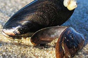 DTU Aqua og Danmarks Naturfredningsforening uenige om muslingefiskeriet i Limfjorden