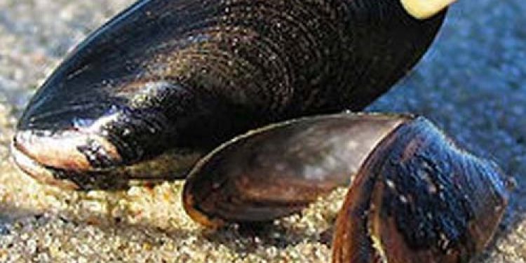 DTU Aqua og Danmarks Naturfredningsforening uenige om muslingefiskeriet i Limfjorden