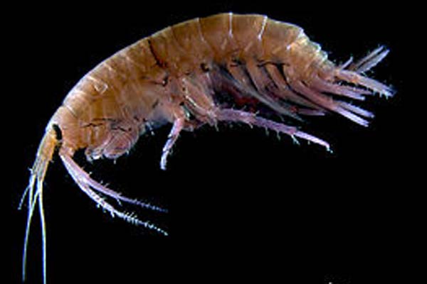 Read more about the article Antidepressive stoffer påvirker livet i havet