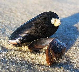 Forspiste muslinger skubber muslinge sæsonen med syv uger. Foto Wikipedia
