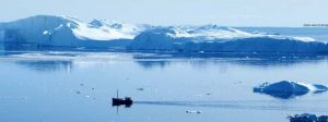 Fiskegenetikere DNA-tester den grønlandske torsk