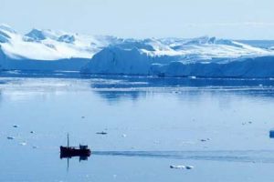 Fiskegenetikere DNA-tester den grønlandske torsk