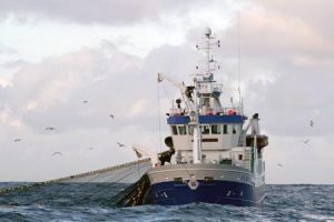 Norske forsøg med at bedøve fisken med strøm