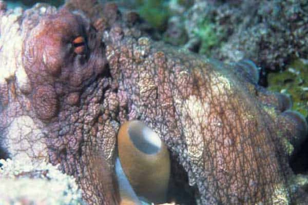 Read more about the article Norsk blæksprutte på næsten 200 millioner år