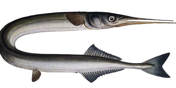 Read more about the article Hornfisken foretrækker en ”quicky”