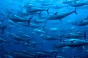 Europa-Kommissionen er opmærksom på bekæmpelse af ulovligt fiskeri