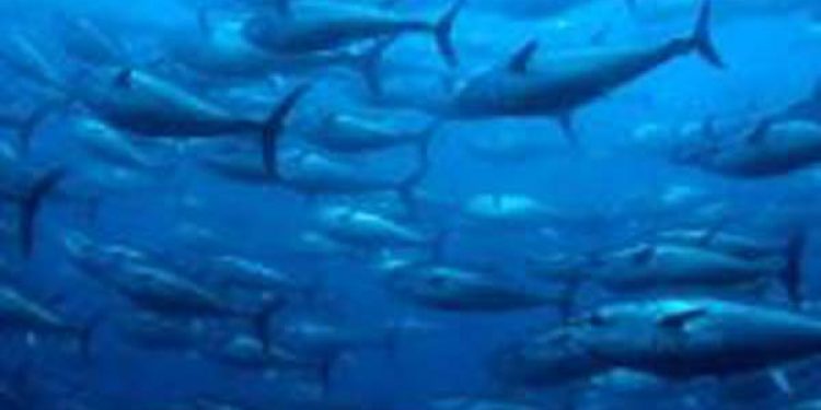 Europa-Kommissionen er opmærksom på bekæmpelse af ulovligt fiskeri