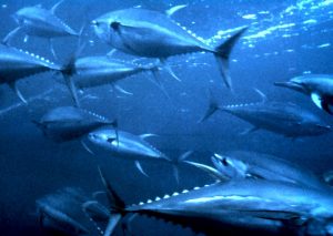 Så fremover vil tun, sværdfisk og flyvefisk ikke længere være ukendte og sjældne gæster i de danske farvande Foto: Wikipedia