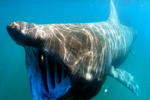 Brude, en hajart er truet af ændringer i klimaet og af plastikforureningen