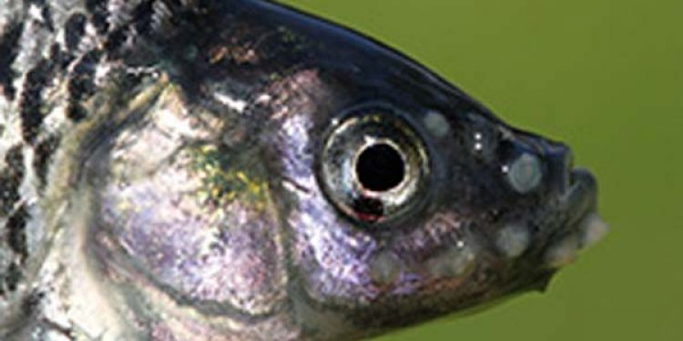 Frygtet og aggressiv asiatisk karpefisk fundet i Aarhus Å. Foto: Den lille aggressive fisk