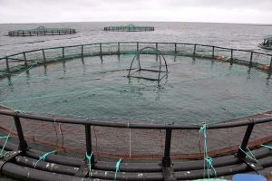 Norsk Fiskeriminister vil sende torsken på hotel.  Arkivfoto: torsken tænkes opbevaret i store havdambrug