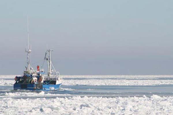 Read more about the article Hvad gør fisken når vandet fryser til is