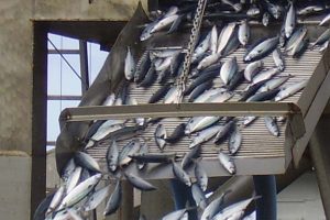 Stor afstand landene imellem i makrelfordelingen