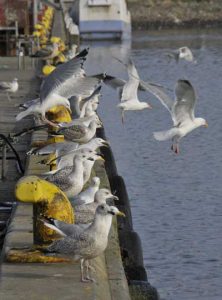 Det er ikke kun fiskerne der forventningsfulde spejder  efter tobisen.  Foto: FiskerForum