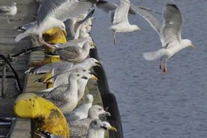 Det er ikke kun fiskerne der forventningsfulde spejder  efter tobisen.  Foto: FiskerForum