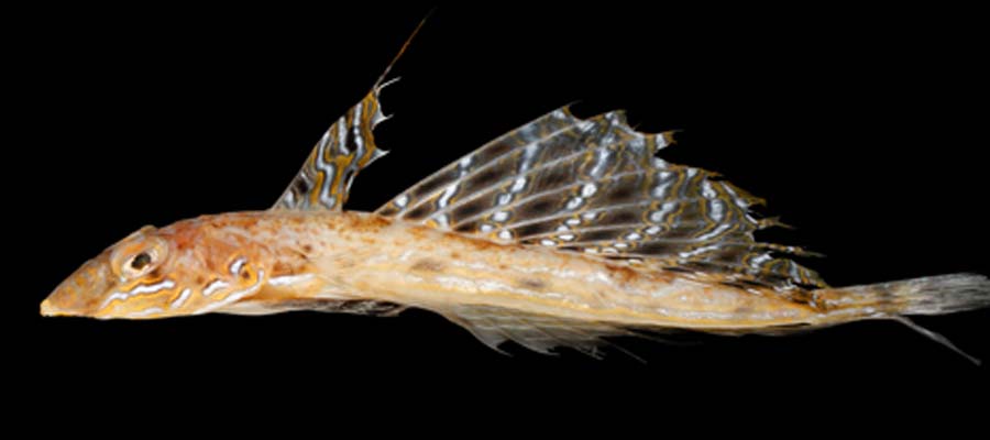 Read more about the article Danmark er endnu engang blevet en fiskeart rigere