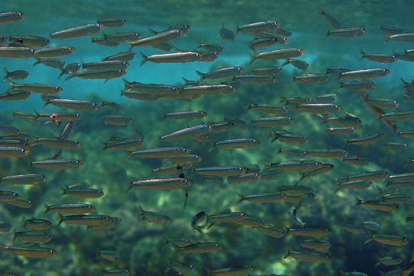 Read more about the article Hvor pokker er sardinerne henne