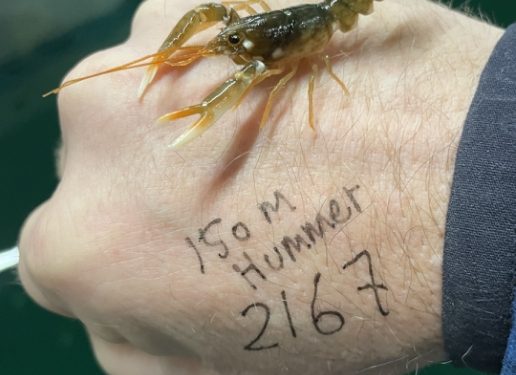 Akvariemester Martin Riis og forsker Ivar Lund fra DTU Aqua fortæller om arbejdet med at genoprette sorthummerbestanden på stenrevene fra Løkken til Hirtshals. foto: Nordsøen Oceanarium