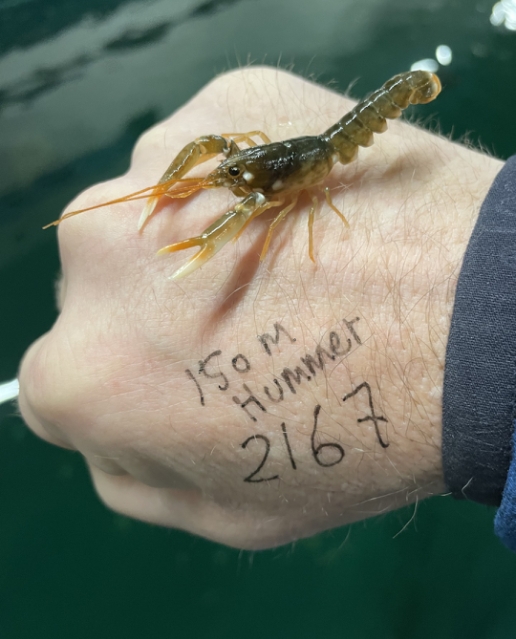 Read more about the article Foredrag om hummeropdræt og naturbevarelse på Nordsøen Oceanarium