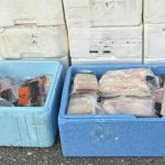 Fire turister har fået en gigantisk stor bøde for at smugle 263 kilo fiskefilet ud af Norge. Sagen er kun toppen af isbjerget i et voksende, organiseret sort fiskemarked, som undergraver det norske erhvervsfiskeriets kvoter og priser. foto: Tolletaten