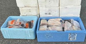 Fire turister har fået en gigantisk stor bøde for at smugle 263 kilo fiskefilet ud af Norge. Sagen er kun toppen af isbjerget i et voksende, organiseret sort fiskemarked, som undergraver det norske erhvervsfiskeriets kvoter og priser. foto: Tolletaten