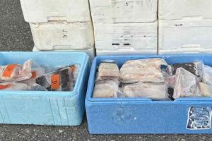 Fire turister har fået en gigantisk stor bøde for at smugle 263 kilo fiskefilet ud af Norge. Sagen er kun toppen af isbjerget i et voksende, organiseret sort fiskemarked, som undergraver det norske erhvervsfiskeriets kvoter og priser. foto: Tolletaten