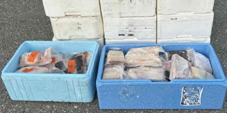 Fire turister har fået en gigantisk stor bøde for at smugle 263 kilo fiskefilet ud af Norge. Sagen er kun toppen af isbjerget i et voksende, organiseret sort fiskemarked, som undergraver det norske erhvervsfiskeriets kvoter og priser. foto: Tolletaten