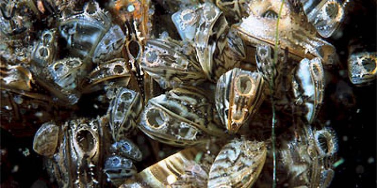 Vandremusling truer med at fortrænge hjemmehørende arter i svensk farvand.  Foto: Vandremuslinger - Wikipedia