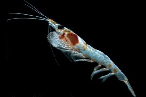 Nu tages den lille rejelignende dyreplankton Krill under mikroskop.  Foto: Krill Meganyct Hopcroft - DTU