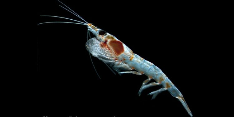 Nu tages den lille rejelignende dyreplankton Krill under mikroskop.  Foto: Krill Meganyct Hopcroft - DTU