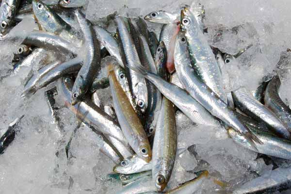 Read more about the article Hyppig hårvask giver øget mængder af miljøgift i fisk.