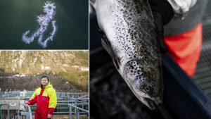 Kedelig rekord: 65 Millioner norske opdrætsfisk døde i 2023 foto: HI.no