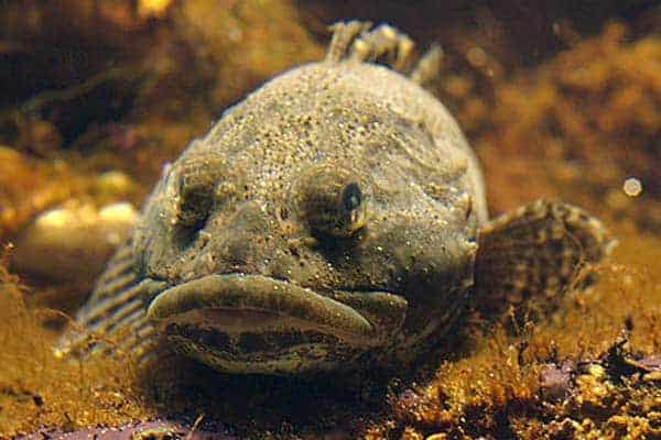 Read more about the article Ulken – den grimme fisk med den store mund.