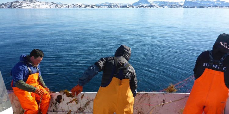 Grønland: MSC finansierer projekt i det grønlandske fiskeri