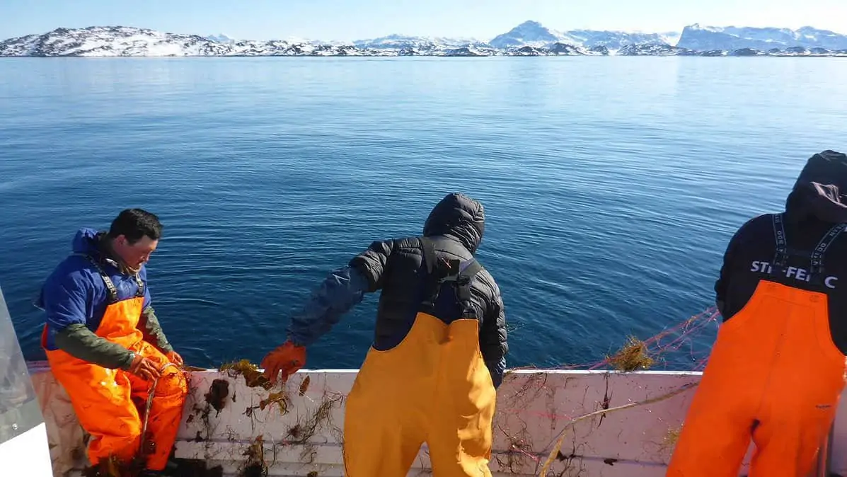 Read more about the article Grønland: MSC finansierer projekt i det grønlandske fiskeri