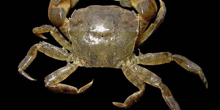 En ny invasiv krabbe har nu etableret sig i Limfjorden foto: wikip
