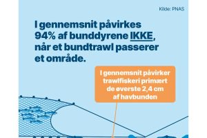 I gennemsnit påvirkes 94 procent af bunddyrene ikke når et bundtrawl passerer et område - PNAS