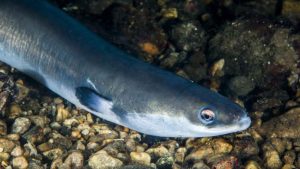 Havforskningsinstituttet har på opdrag fra det norske Fiskeridirektorat opdateret vidensgrundlaget for syv fiskebestande: havtaske, lysing, havmus, skælbrosme, sølvtorsk samt blålange og ål. De fem første blev sidst vurderet i 2020/2021, og nu er også blålange og ål taget med på listen. foto. erling svensen hi.no