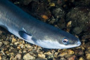Havforskningsinstituttet har på opdrag fra det norske Fiskeridirektorat opdateret vidensgrundlaget for syv fiskebestande: havtaske, lysing, havmus, skælbrosme, sølvtorsk samt blålange og ål. De fem første blev sidst vurderet i 2020/2021, og nu er også blålange og ål taget med på listen. foto. erling svensen hi.no
