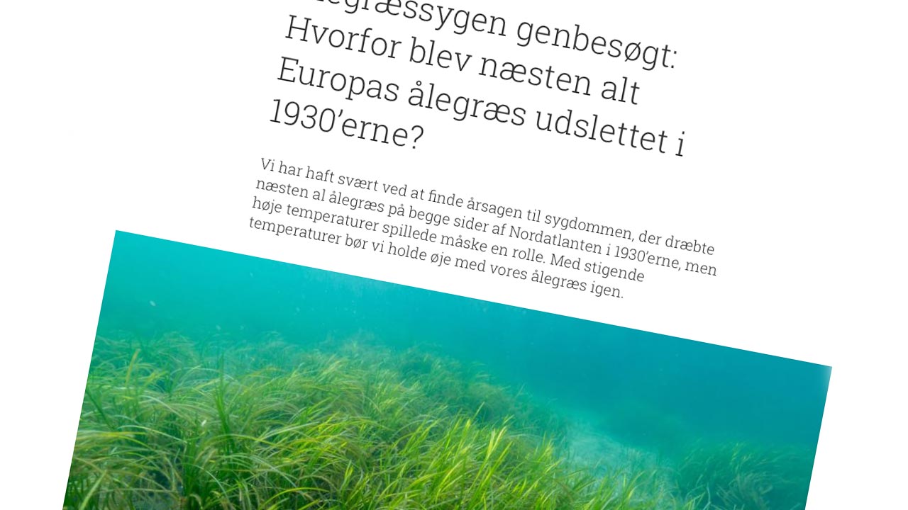 Read more about the article Ålegræssygen udslettede al ålegræs på begge sider af Nordatlanten