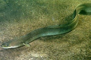 Verdens mest gådefulde fisk - ålen - binder os sammen som folk. foto: wikip