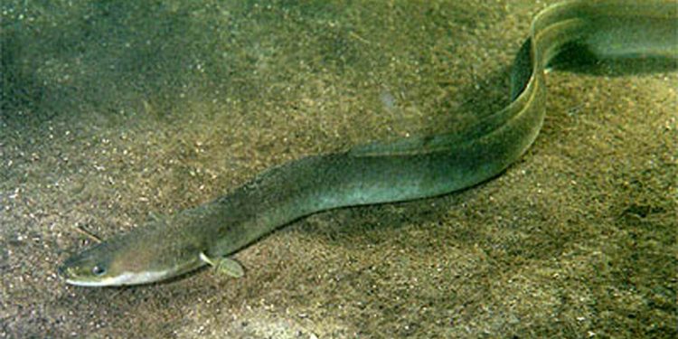 Verdens mest gådefulde fisk - ålen - binder os sammen som folk. foto: wikip