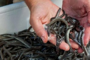 Et stop for salg af ål - hjælper ikke ! foto: Fiskepleje dtu
