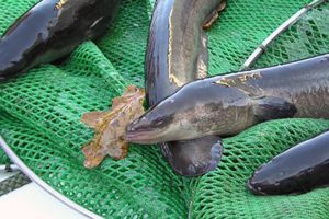 Nye regler for fiskeri efter ål i saltvand - foto: Fiskepleje