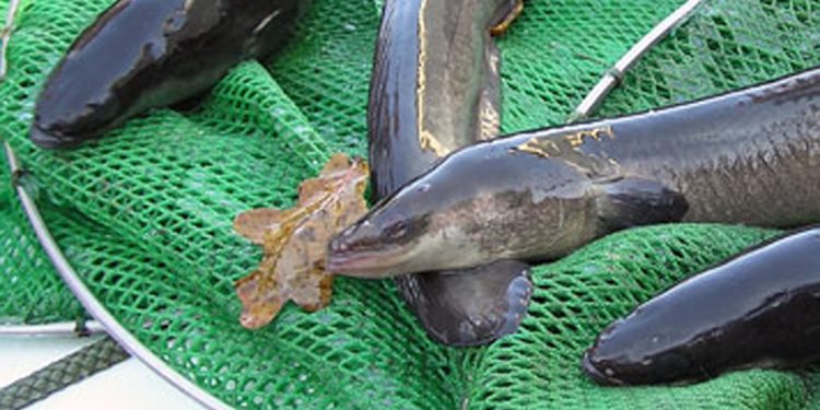 Nye regler for fiskeri efter ål i saltvand - foto: Fiskepleje