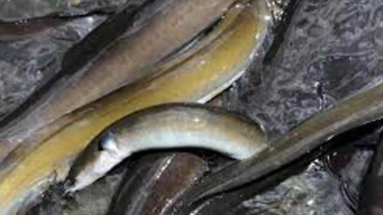 Read more about the article Europæiske fiskeriforeninger i fælles opråb om ålefiskeriet