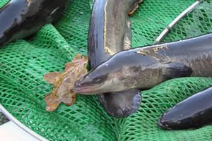 FSK-PO er ikke enige i bekendtgørelsen om forbud mod fiskeri af ål i saltvand 2023 til 2024 arkivfoto