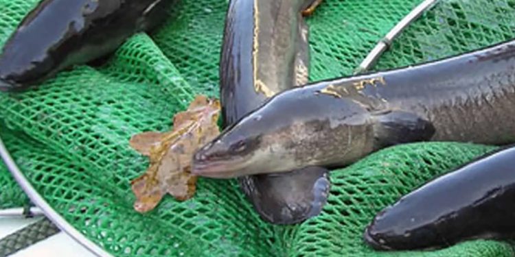 FSK-PO er ikke enige i bekendtgørelsen om forbud mod fiskeri af ål i saltvand 2023 til 2024 arkivfoto