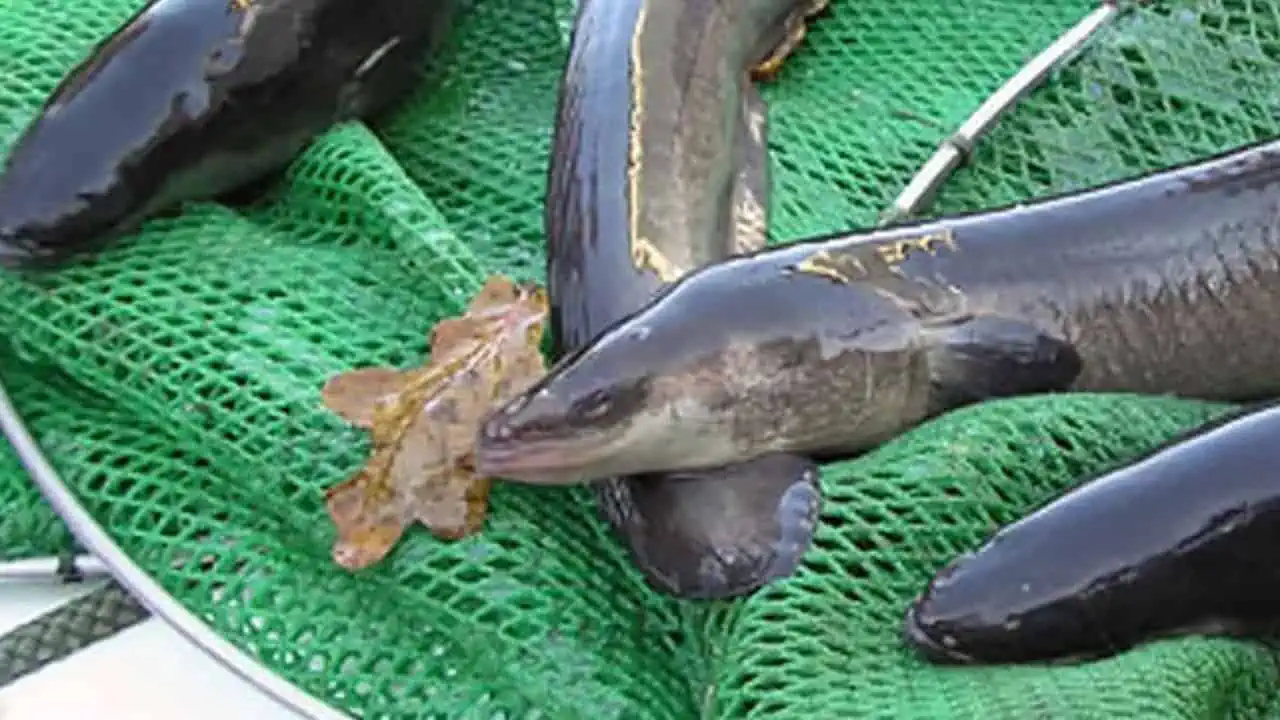 Read more about the article FSK-PO er ikke enige i bekendtgørelsen om forbud mod fiskeri af ål i saltvand 2023 til 2024